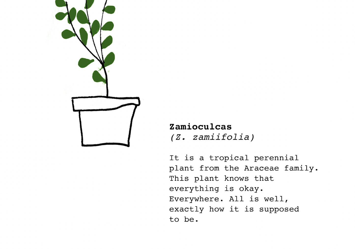 Sabedoria das Plantas – Zamioculcas