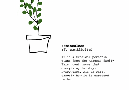 Wisdom of The Plants – Zamioculcas