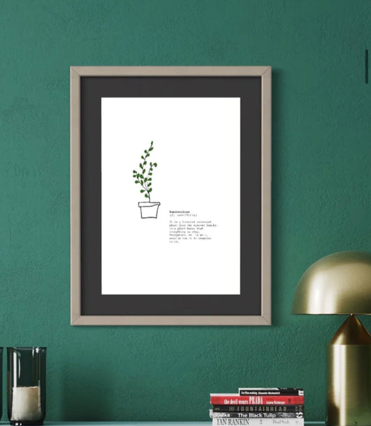 Sabedoria das Plantas – Zamioculcas